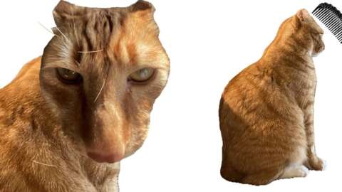 Brush Jjaemu: El 'Dark Souls' felino que te va a hacer sufrir (y reír) en internet